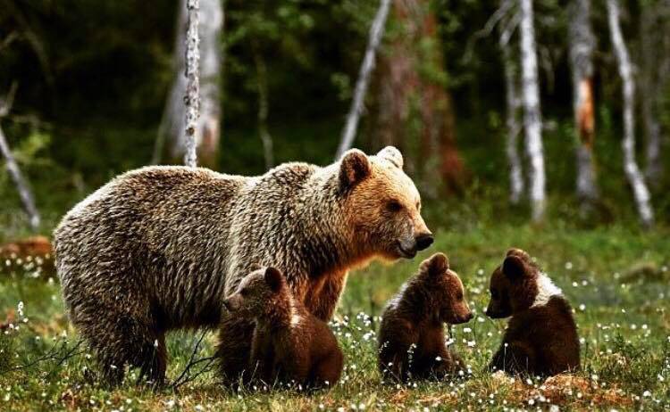 Uccise un orso marsicano, condannato: dovrà risarcire il Parco Nazionale di  Abruzzo e Molise