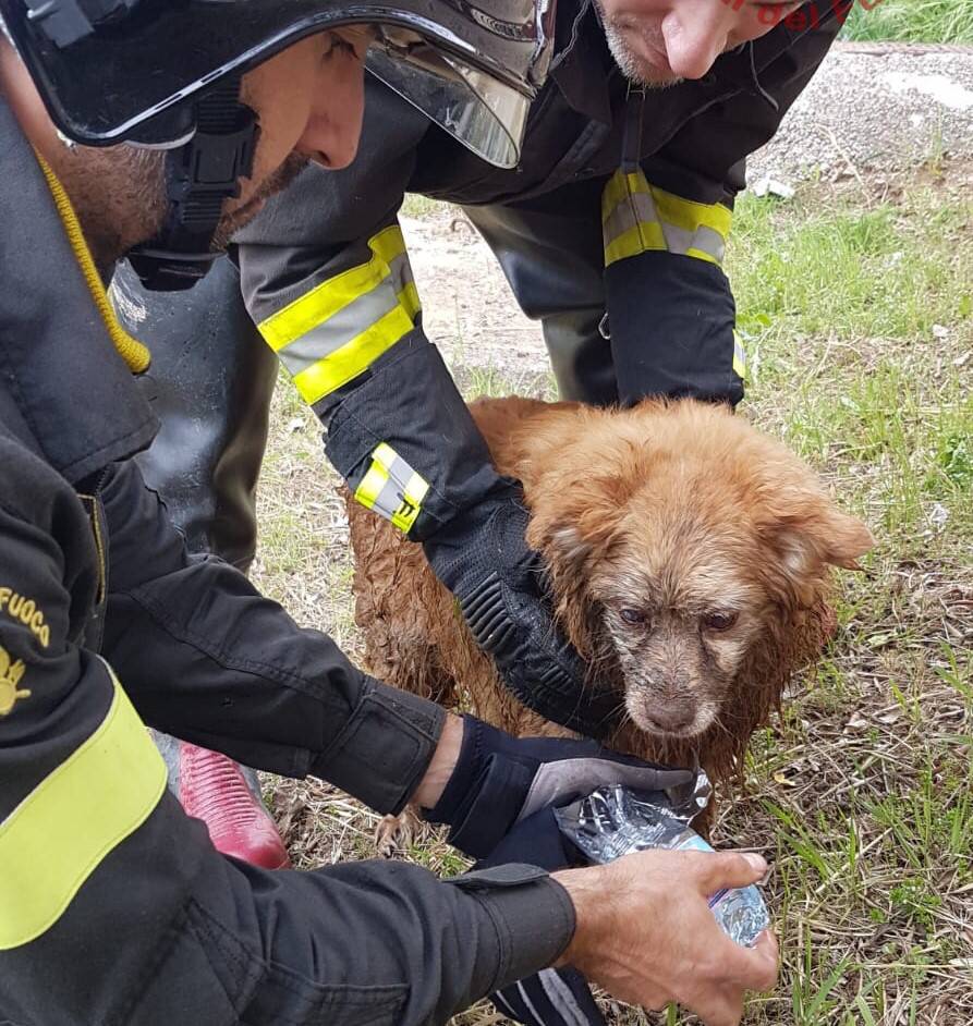 cane vigili del fuoco