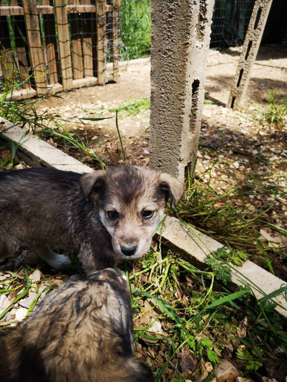 cuccioli-cercano-casa-150307