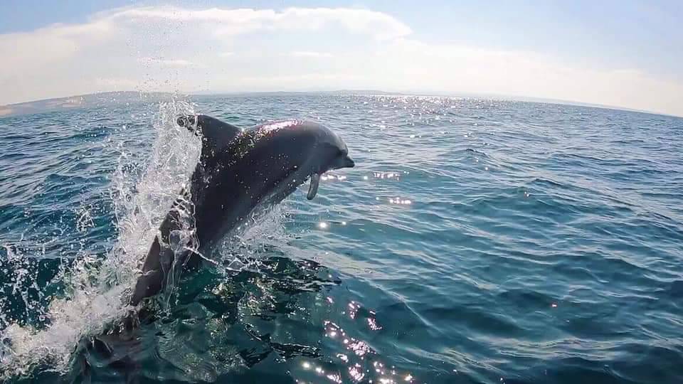 Delfini al largo di Termoli