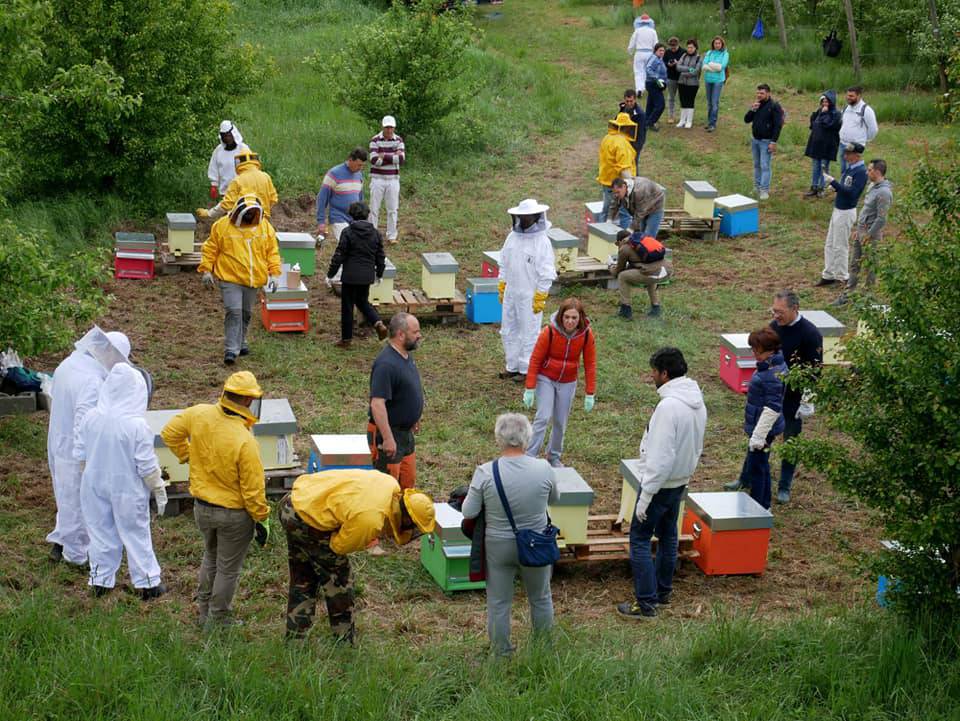 apiario di comunità