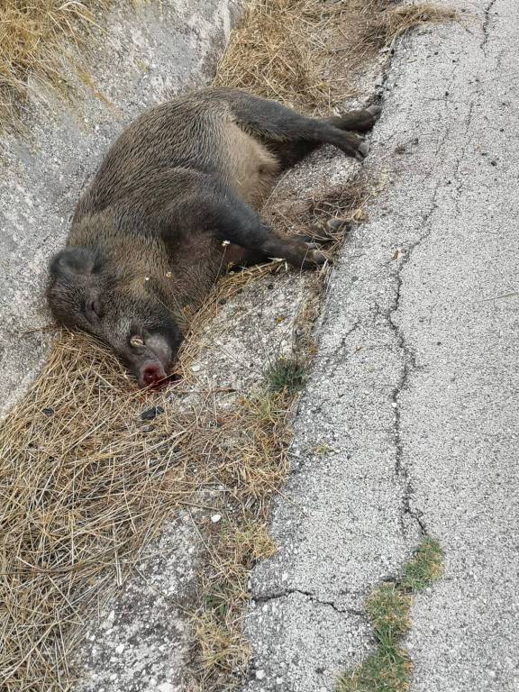 cinghiale investito