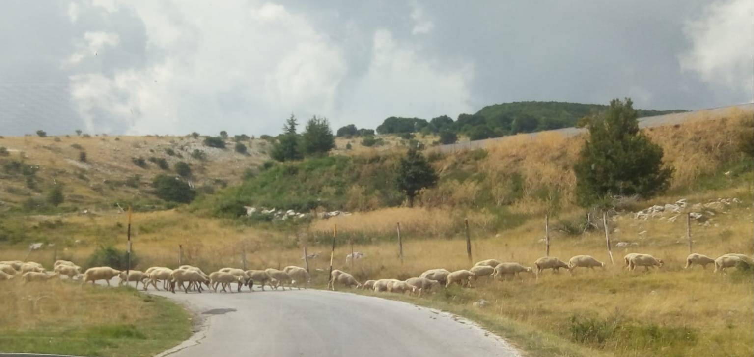 pecore strada capracotta