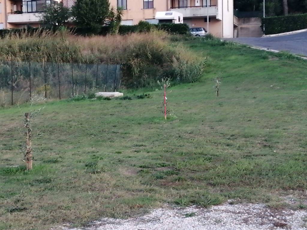 Nuovi alberi in via Padova