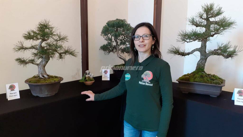 Monia Rossi (bonsai)