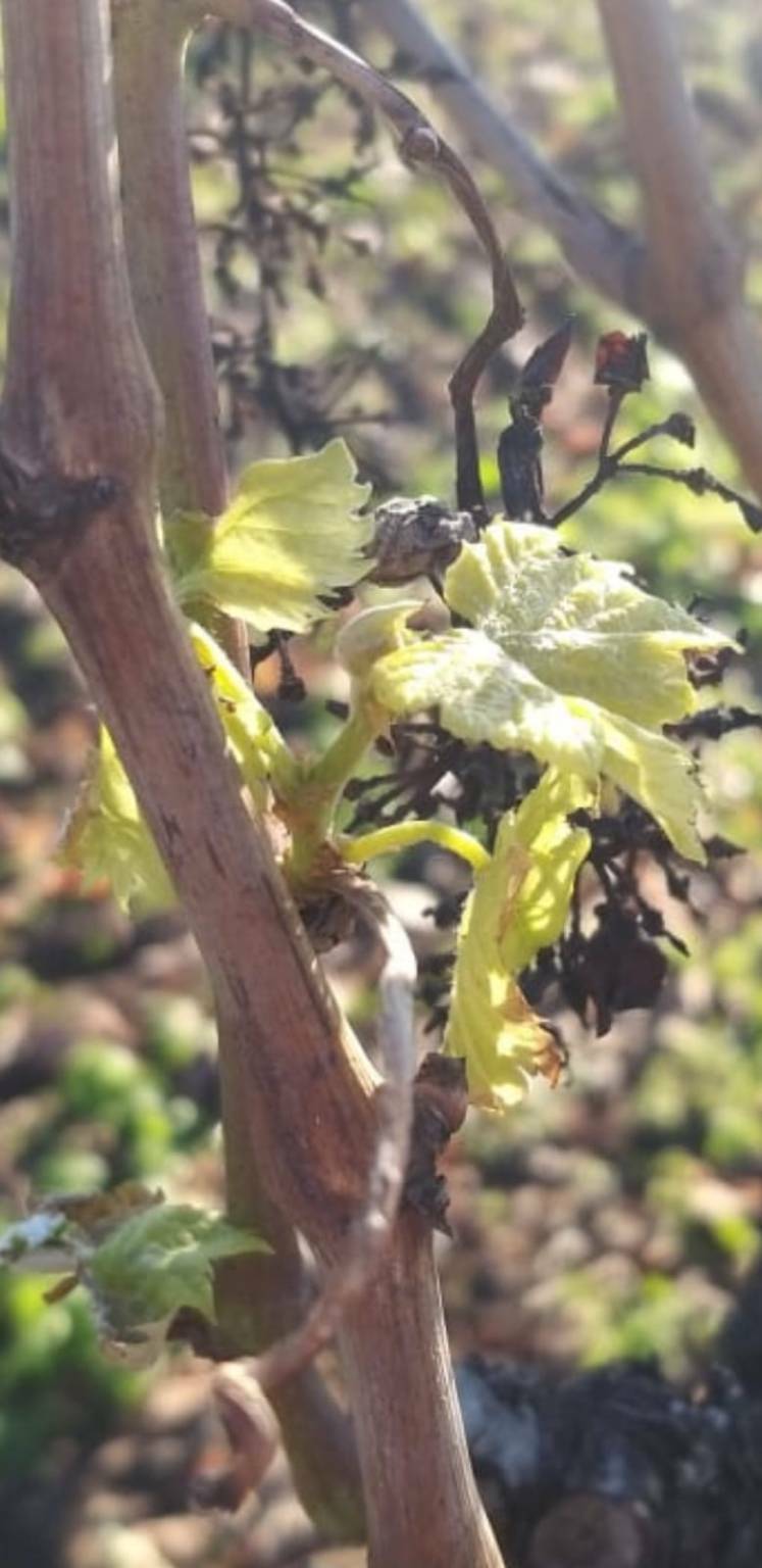 germogli e terreni aridi agricoltura