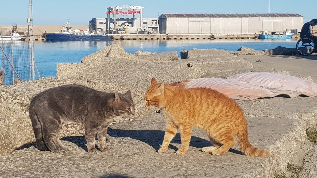 gatti molo termoli d'abramo 