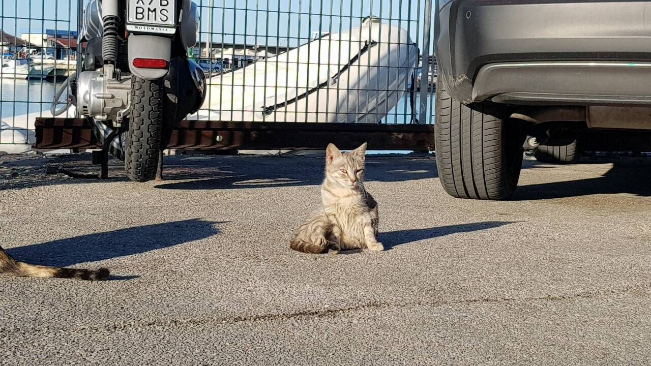 gatti molo termoli d'abramo 