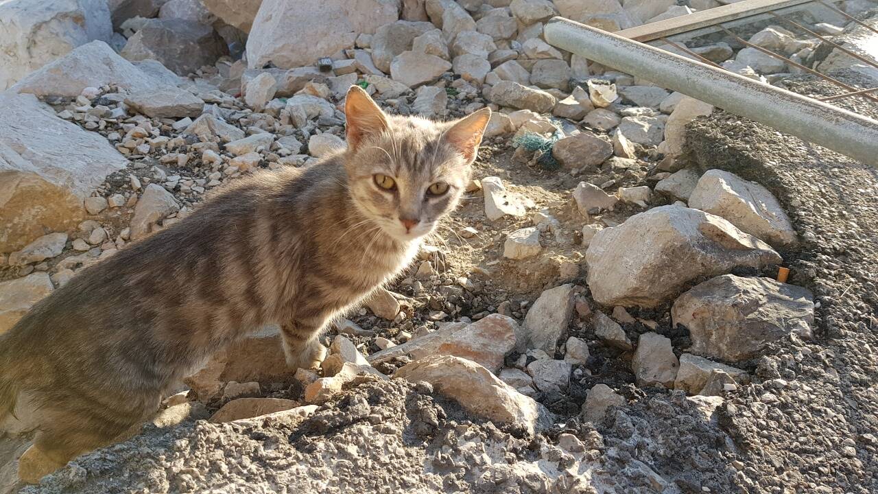 gatti molo termoli d'abramo 