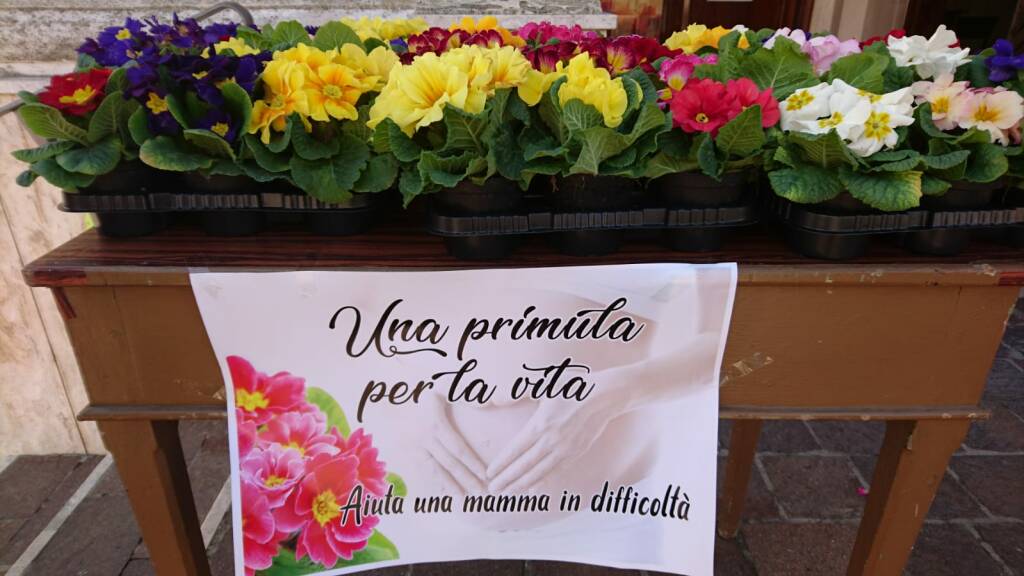 primula per vita san giacomo