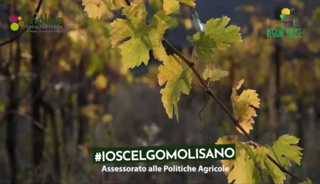 #ioscelgomolisano