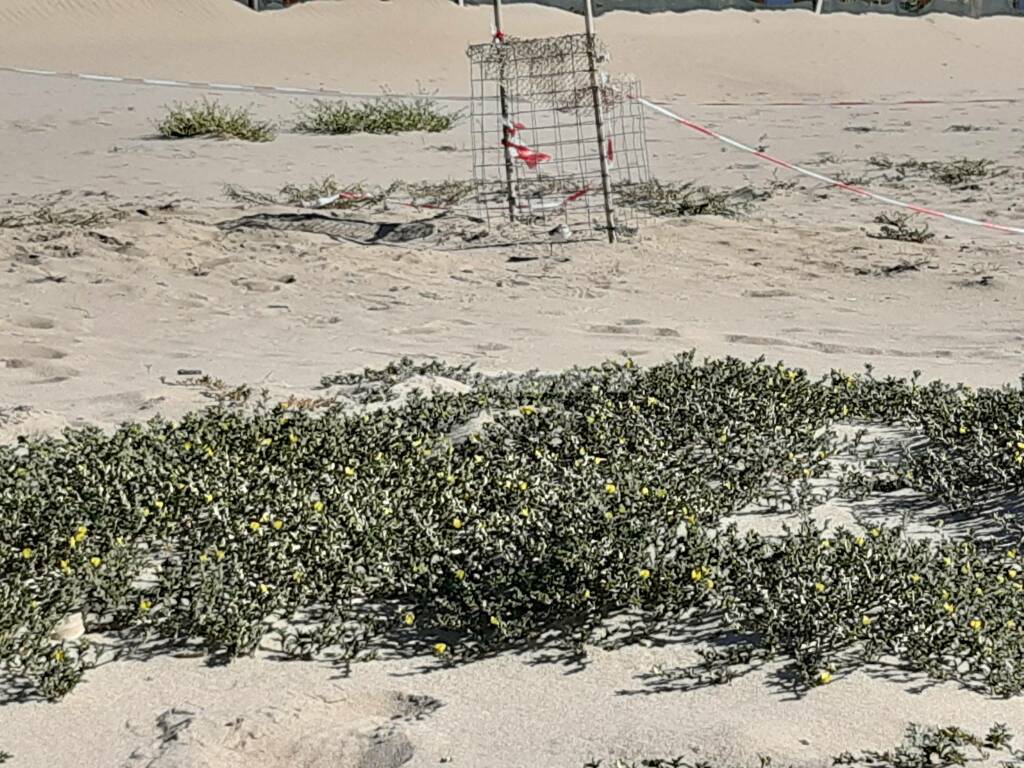 Fratino spiaggia Petacciato marina