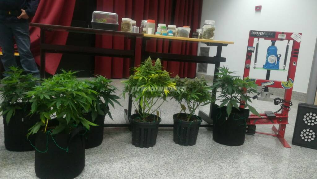 marijuana arresto conferenza questura