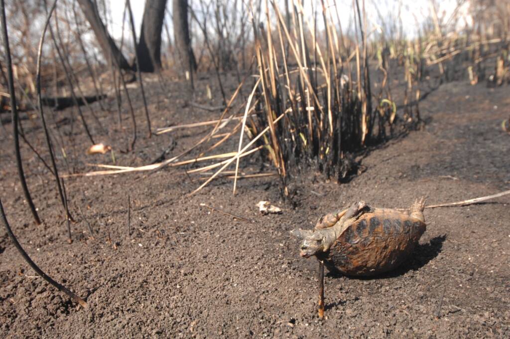 Bosco fantine bruciato disastro ambientale