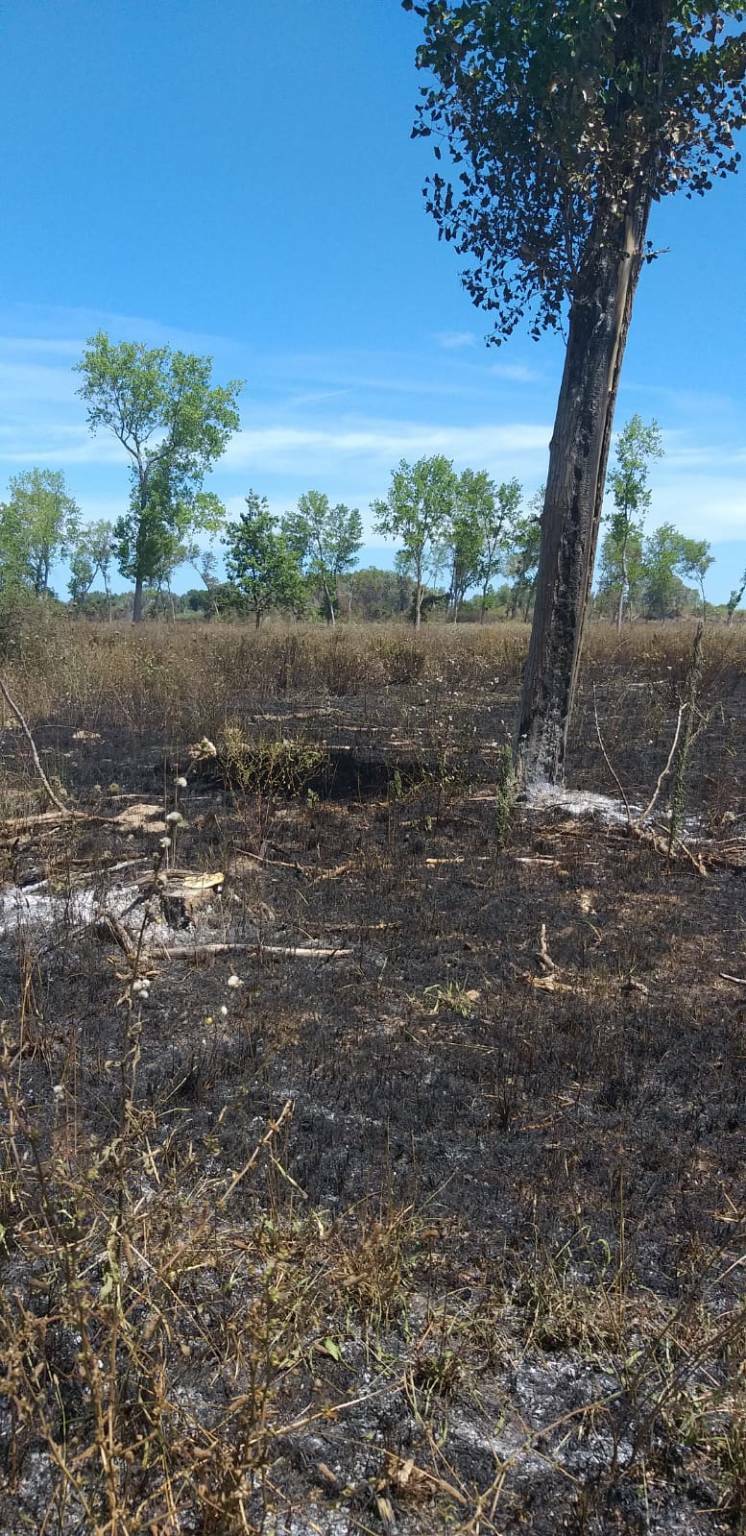 Incendio bosco fantine protezione civile Campomarino 