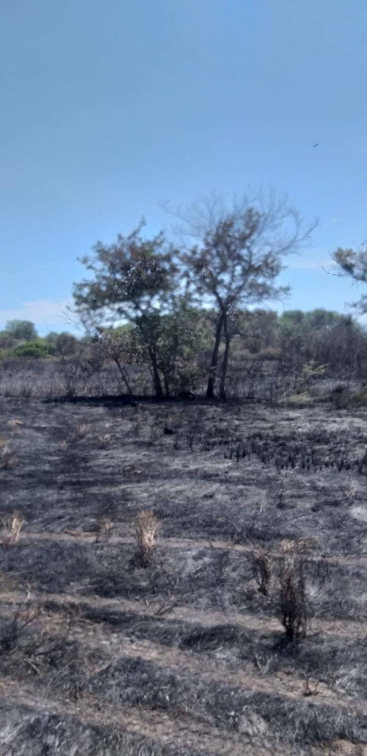Incendio bosco fantine protezione civile Campomarino 