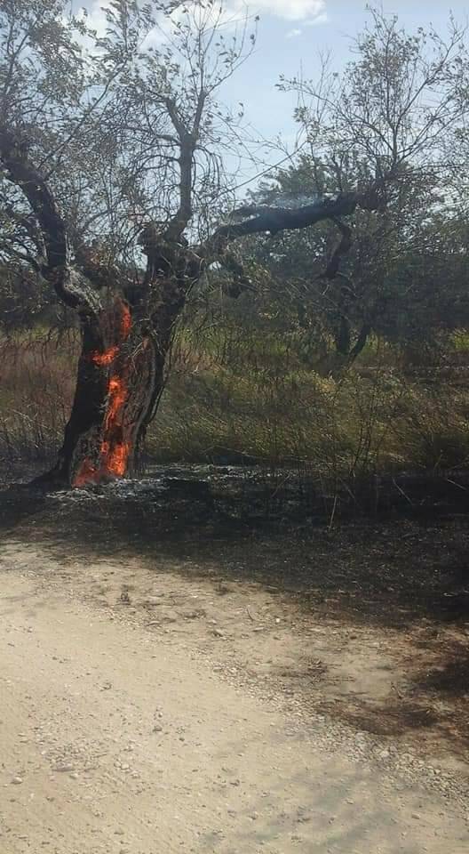 Ulivo fuoco portocannone