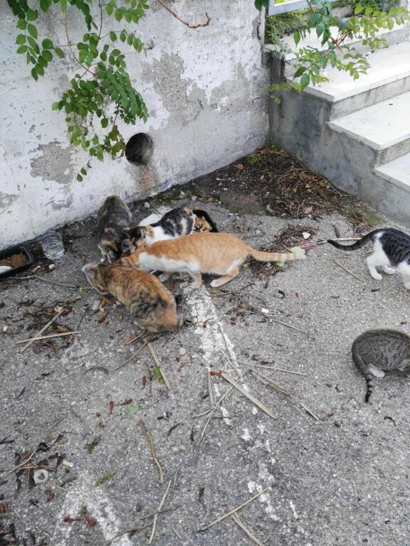 Bocconi avvelenati con soda caustica Colonia felina gatti Campomarino