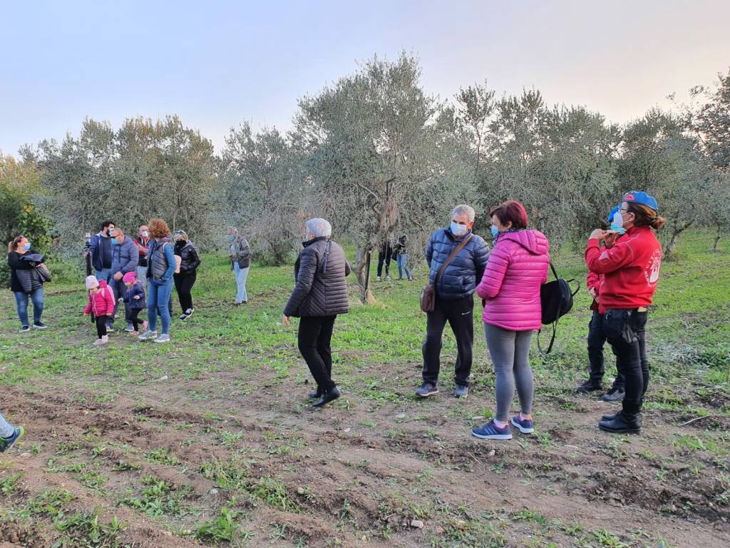 Camminata tra gli ulivi 