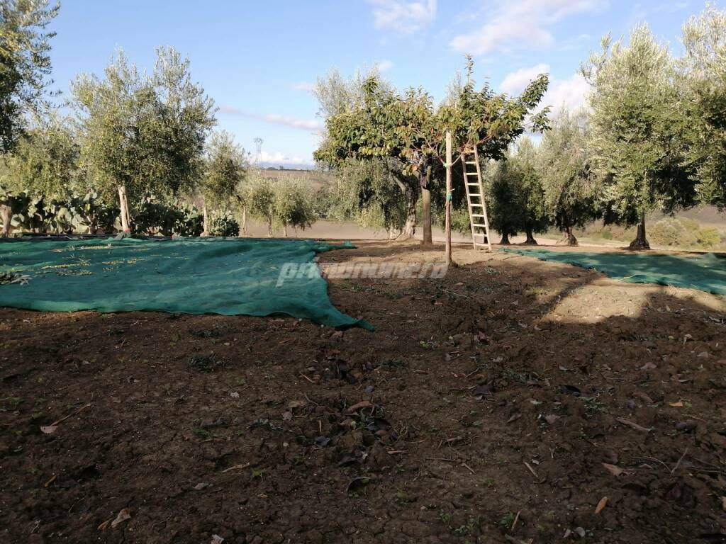 Raccolta olive 2020 
