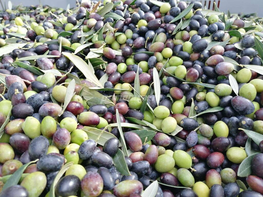Raccolta olive 2020 