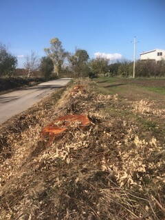 Alberi eucalipti strage 