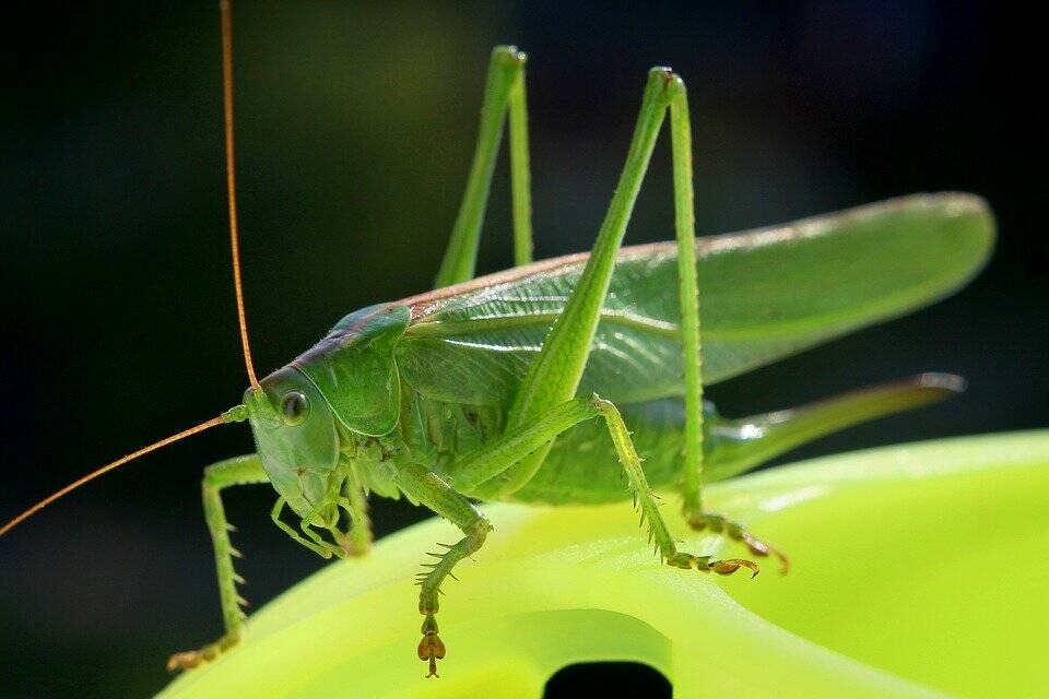grillo verde insetto