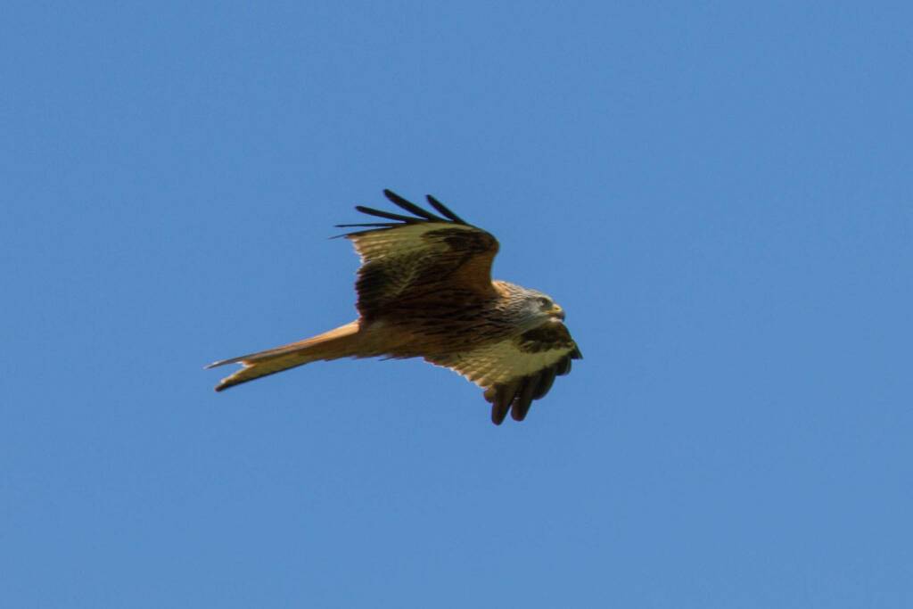 nibbio reale uccello rapace 