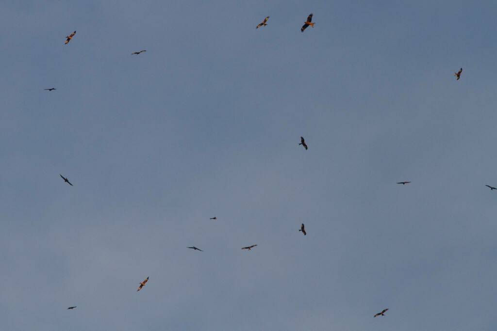 nibbio reale uccello rapace 