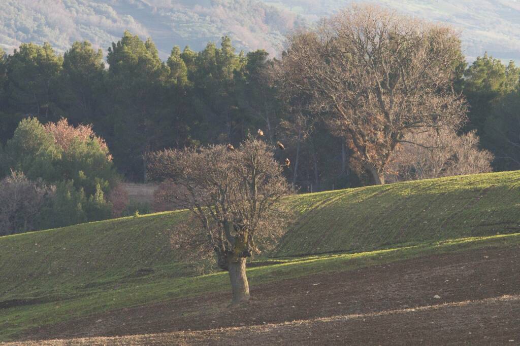 colline alberi paesaggio