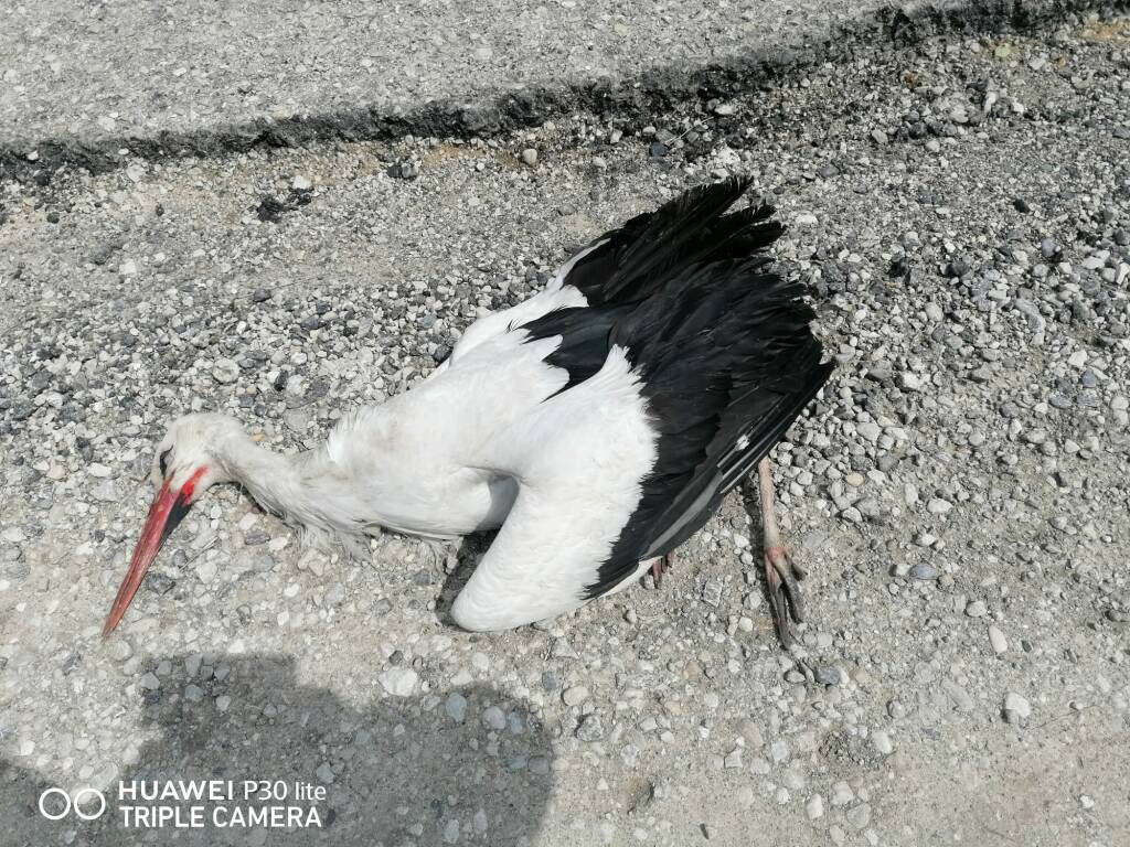 cicogna bianca morta