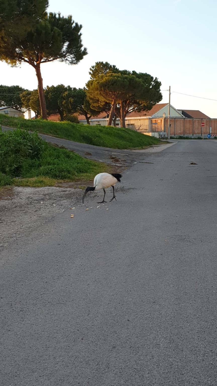 Ibis sacro Termoli