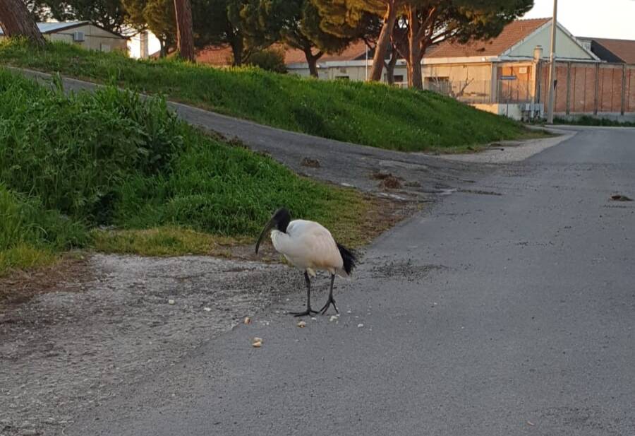 Ibis sacro Termoli