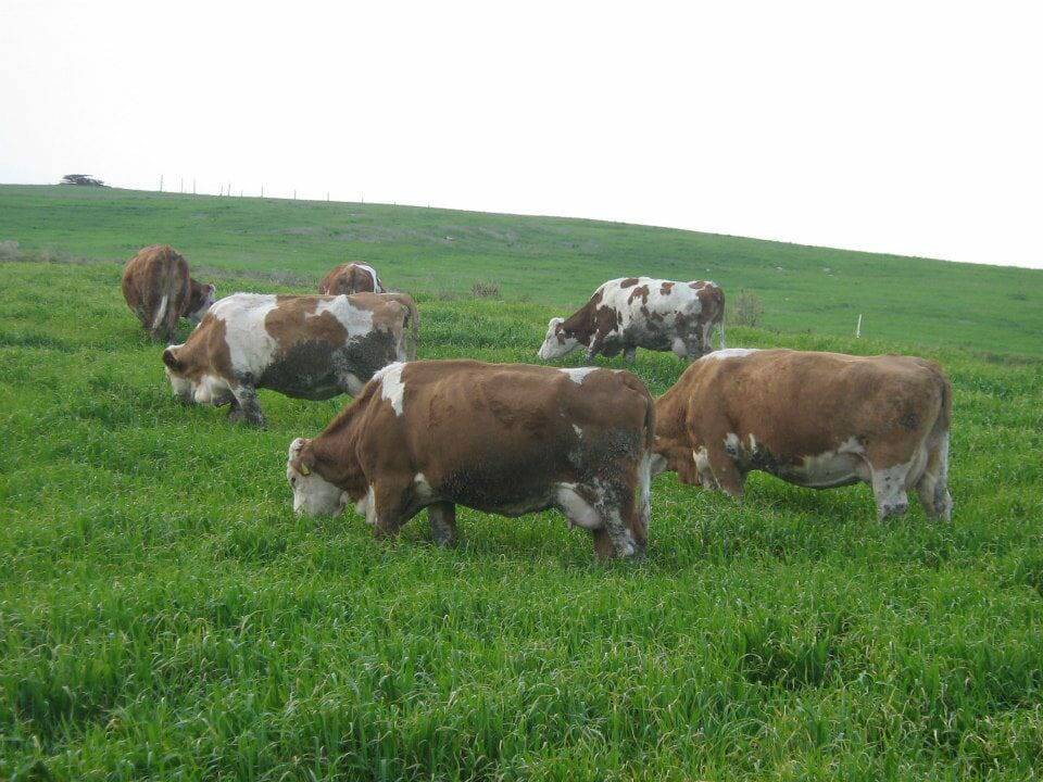 Azienda agricola Ferrara