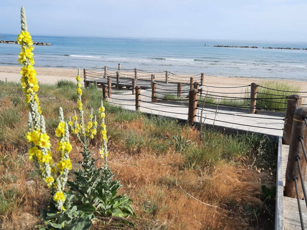 candela del re fiore spiaggia termoli