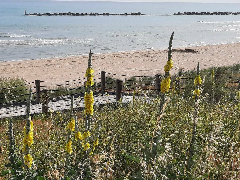 candela del re fiore spiaggia termoli