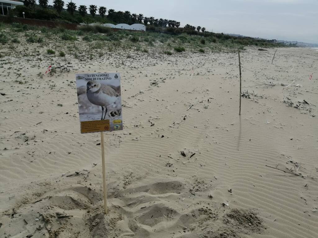 fratino spiaggia Termoli