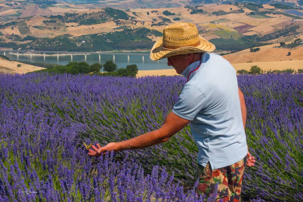 campo lavanda fattoria farfalla larino di giuseppe cianti