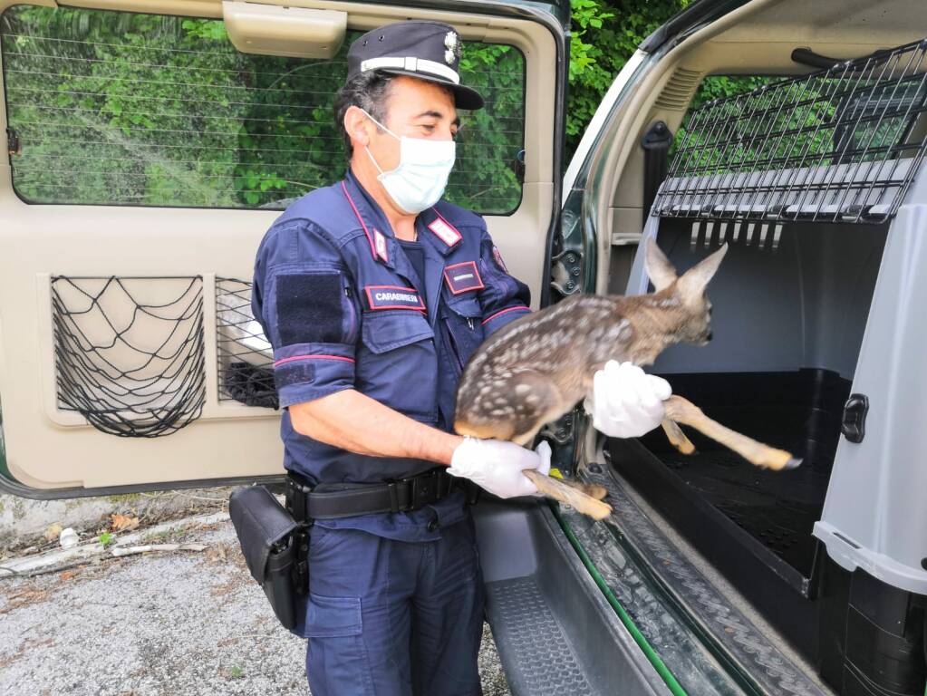 Carabinieri Forestali cerbiatto