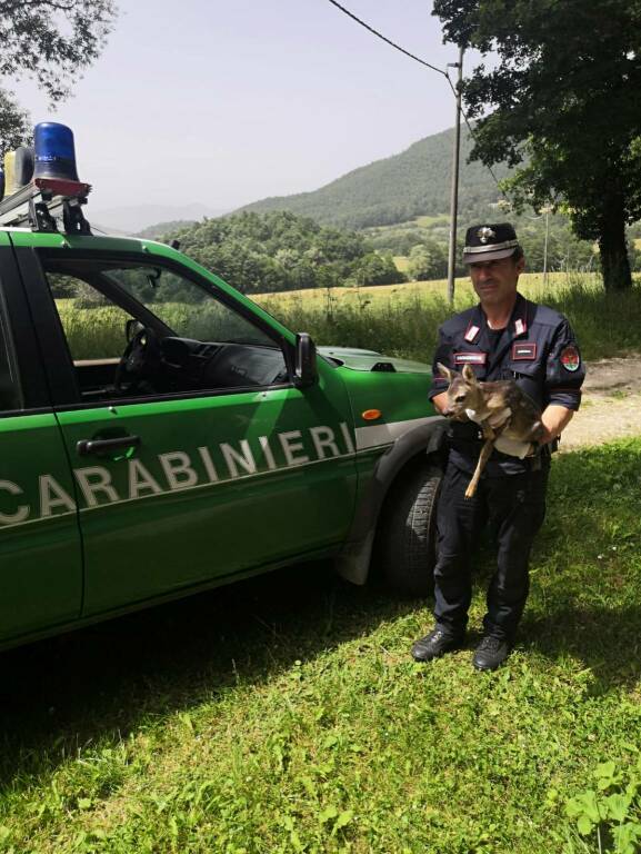 Carabinieri Forestali cerbiatto