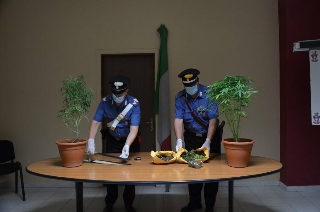 carabinieri larino serra marijuana