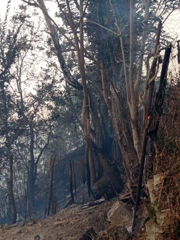 incendio vegetazione san martino