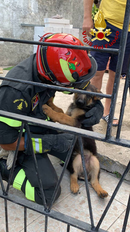 cane fornelli vvf incastrato