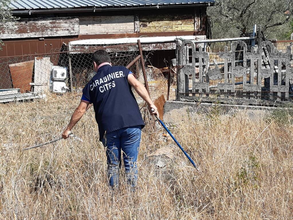 ricerche cobra carabinieri 