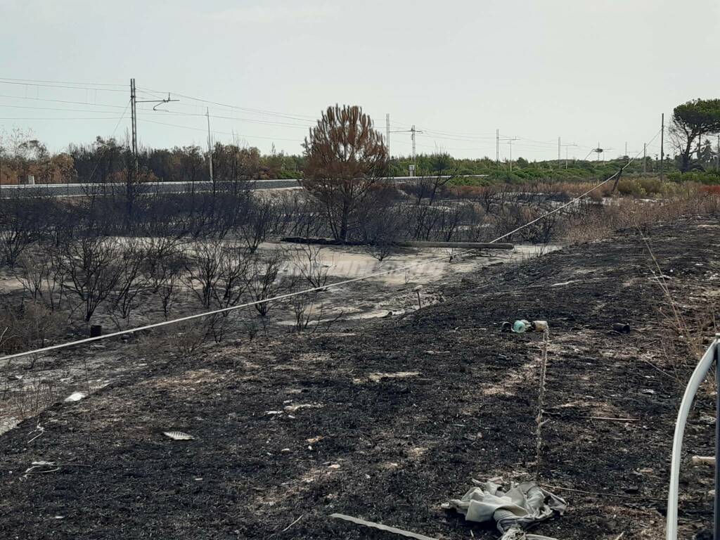 Campomarino incendi vegetazione bruciata