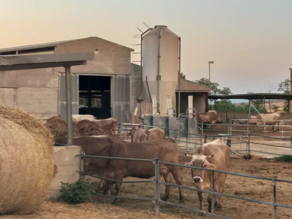 vacche fieno azienda agricola stalla