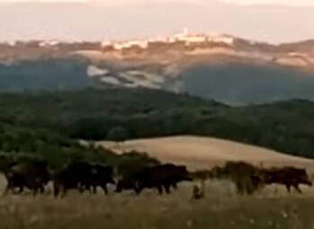 cinghiali petrella tifernina 13 agosto