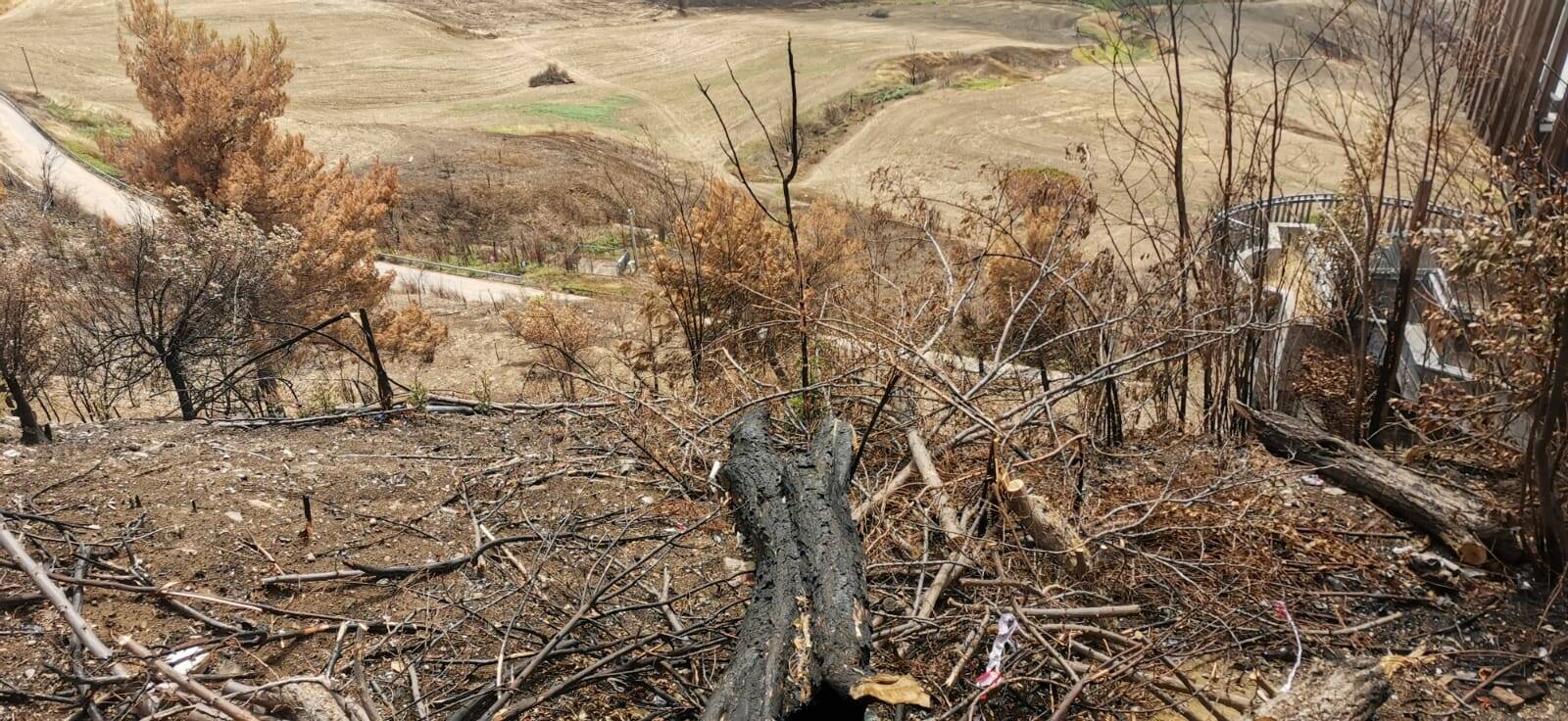 Campi alberi bruciati incendi Guglionesi 