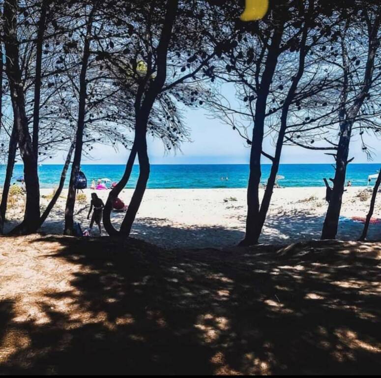 Spiaggia pineta Campomarino 