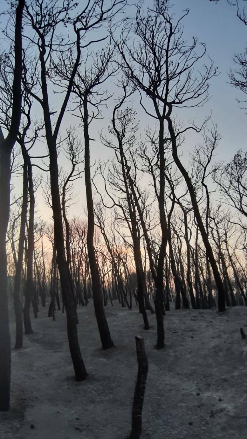 Pineta Campomarino dopo incendio